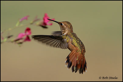 Rufous Hummingbird (Selasphorus rufus)