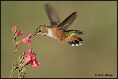 Rufous Hummingbird (Selasphorus rufus)