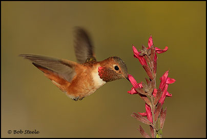 Rufous Hummingbird (Selasphorus rufus)