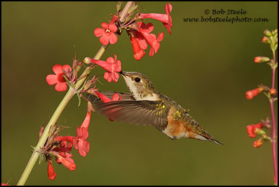 Rufous Hummingbird (Selasphorus rufus)
