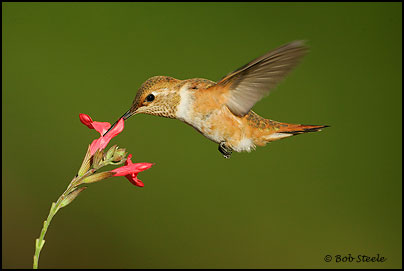 Rufous Hummingbird (Selasphorus rufus)