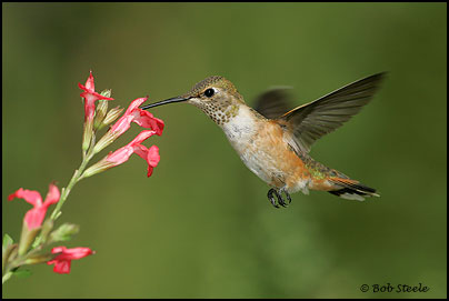 Rufous Hummingbird (Selasphorus rufus)