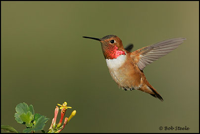 Rufous Hummingbird (Selasphorus rufus)