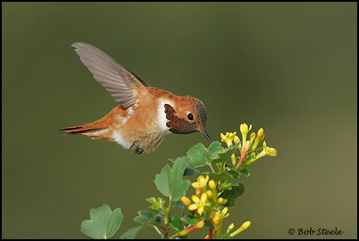 Rufous Hummingbird (Selasphorus rufus)