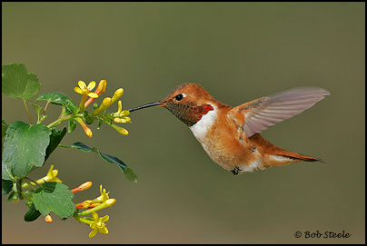 Rufous Hummingbird (Selasphorus rufus)