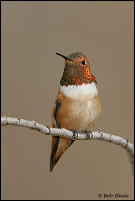 Rufous Hummingbird (Selasphorus rufus)