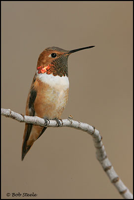 Rufous Hummingbird (Selasphorus rufus)