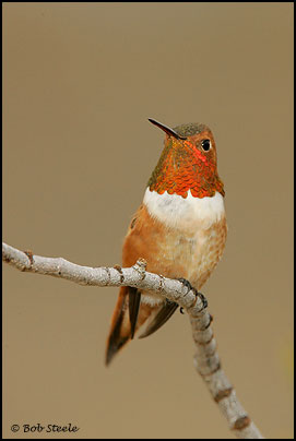 Rufous Hummingbird (Selasphorus rufus)