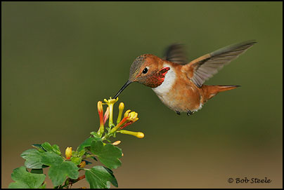 Rufous Hummingbird (Selasphorus rufus)