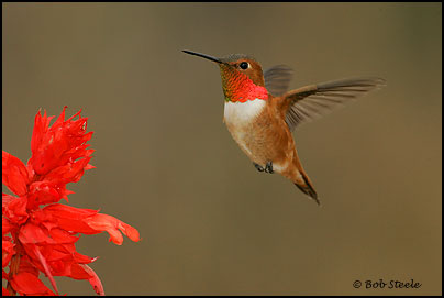 Rufous Hummingbird (Selasphorus rufus)