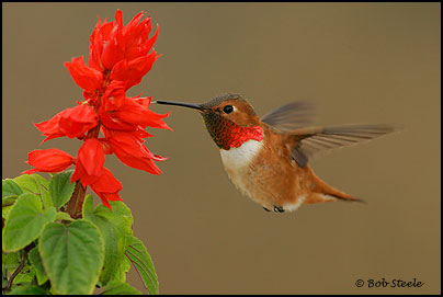 Rufous Hummingbird (Selasphorus rufus)