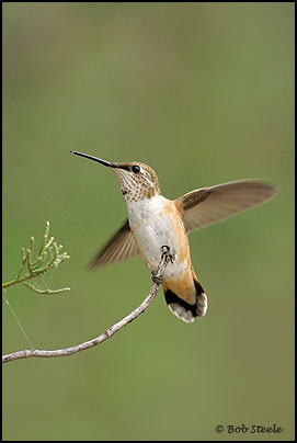 Rufous Hummingbird (Selasphorus rufus)