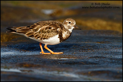Ruddy Turnstone (Arenaria interpres)