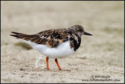 Ruddy Turnstone (Arenaria interpres)