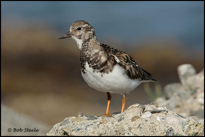 Ruddy Turnstone (Arenaria interpres)