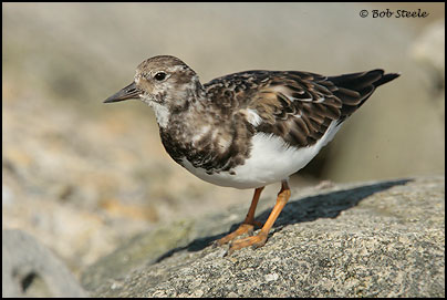 Ruddy Turnstone (Arenaria interpres)