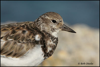 Ruddy Turnstone (Arenaria interpres)