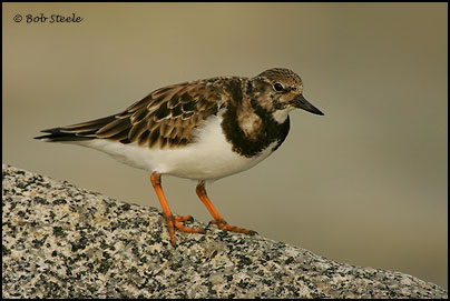 Ruddy Turnstone (Arenaria interpres)