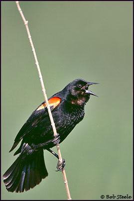 Red-winged Blackbird (Agelaius phoeniceus)