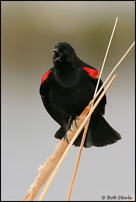 Red-winged Blackbird (Agelaius phoeniceus)