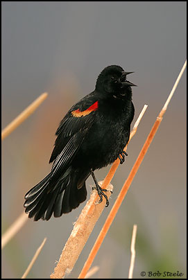 Red-winged Blackbird (Agelaius phoeniceus)