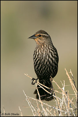Red-winged Blackbird (Agelaius phoeniceus)