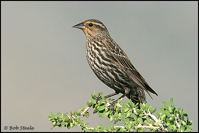 Red-winged Blackbird (Agelaius phoeniceus)