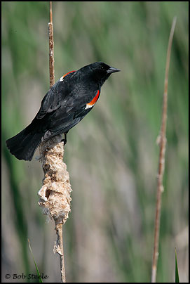 Red-winged Blackbird (Agelaius phoeniceus)