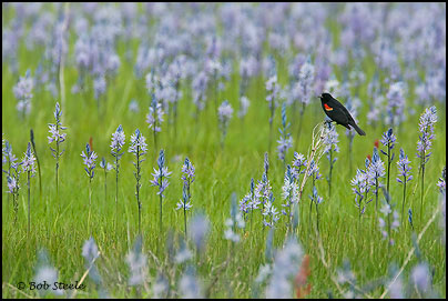 Red-winged Blackbird (Agelaius phoeniceus)