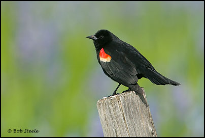 Red-winged Blackbird (Agelaius phoeniceus)