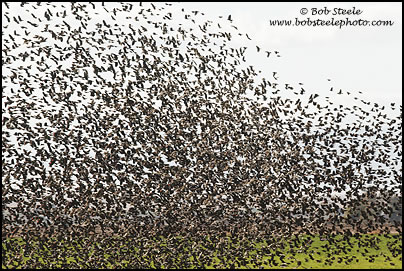 Red-winged Blackbird (Agelaius phoeniceus)