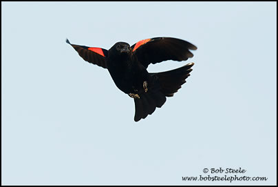 Red-winged Blackbird (Agelaius phoeniceus)