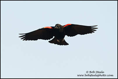 Red-winged Blackbird (Agelaius phoeniceus)