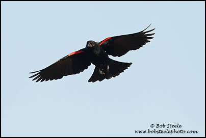 Red-winged Blackbird (Agelaius phoeniceus)