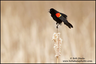 Red-winged Blackbird (Agelaius phoeniceus)