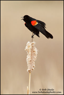 Red-winged Blackbird (Agelaius phoeniceus)