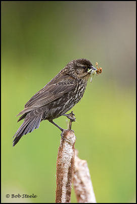 Red-winged Blackbird (Agelaius phoeniceus)