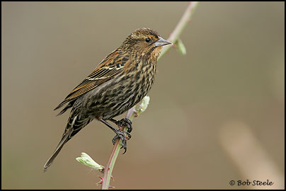 Red-winged Blackbird (Agelaius phoeniceus)