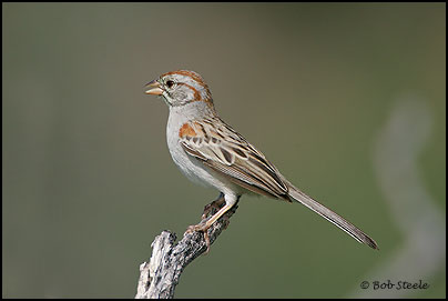 Rufous-winged Sparrow (Aimophila carpalis)