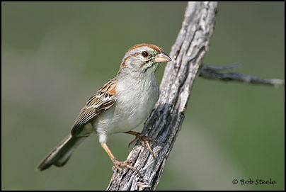 Rufous-winged Sparrow (Aimophila carpalis)