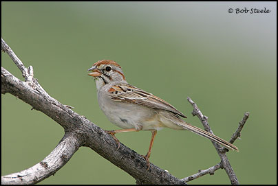 Rufous-winged Sparrow (Aimophila carpalis)