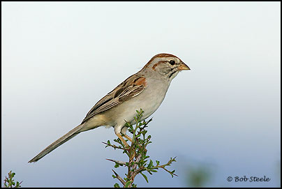 Rufous-winged Sparrow (Aimophila carpalis)
