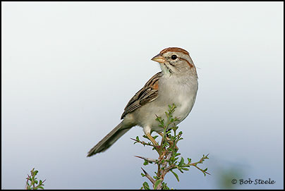 Rufous-winged Sparrow (Aimophila carpalis)