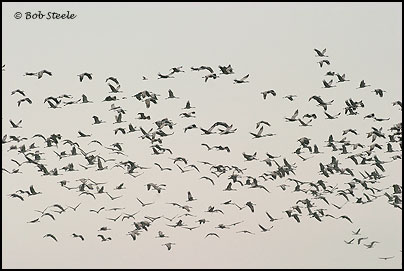 Sandhill Crane (Grus canadensis)