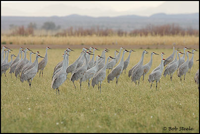 Sandhill Crane (Grus canadensis)