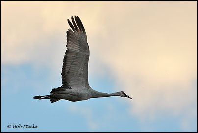 Sandhill Crane (Grus canadensis)