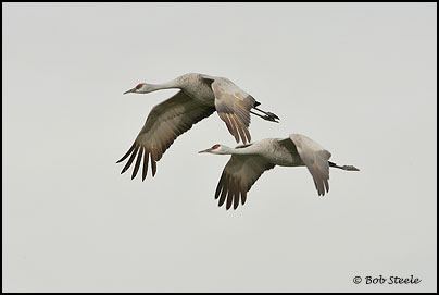 Sandhill Crane (Grus canadensis)