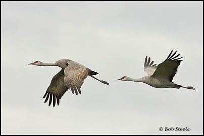 Sandhill Crane (Grus canadensis)