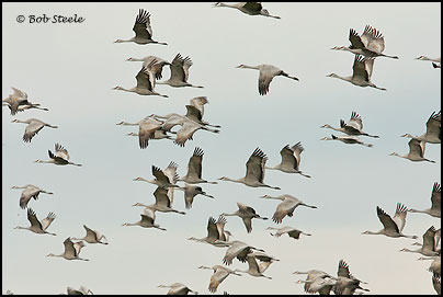 Sandhill Crane (Grus canadensis)