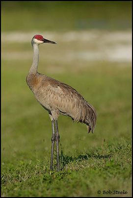 Sandhill Crane (Grus canadensis)
